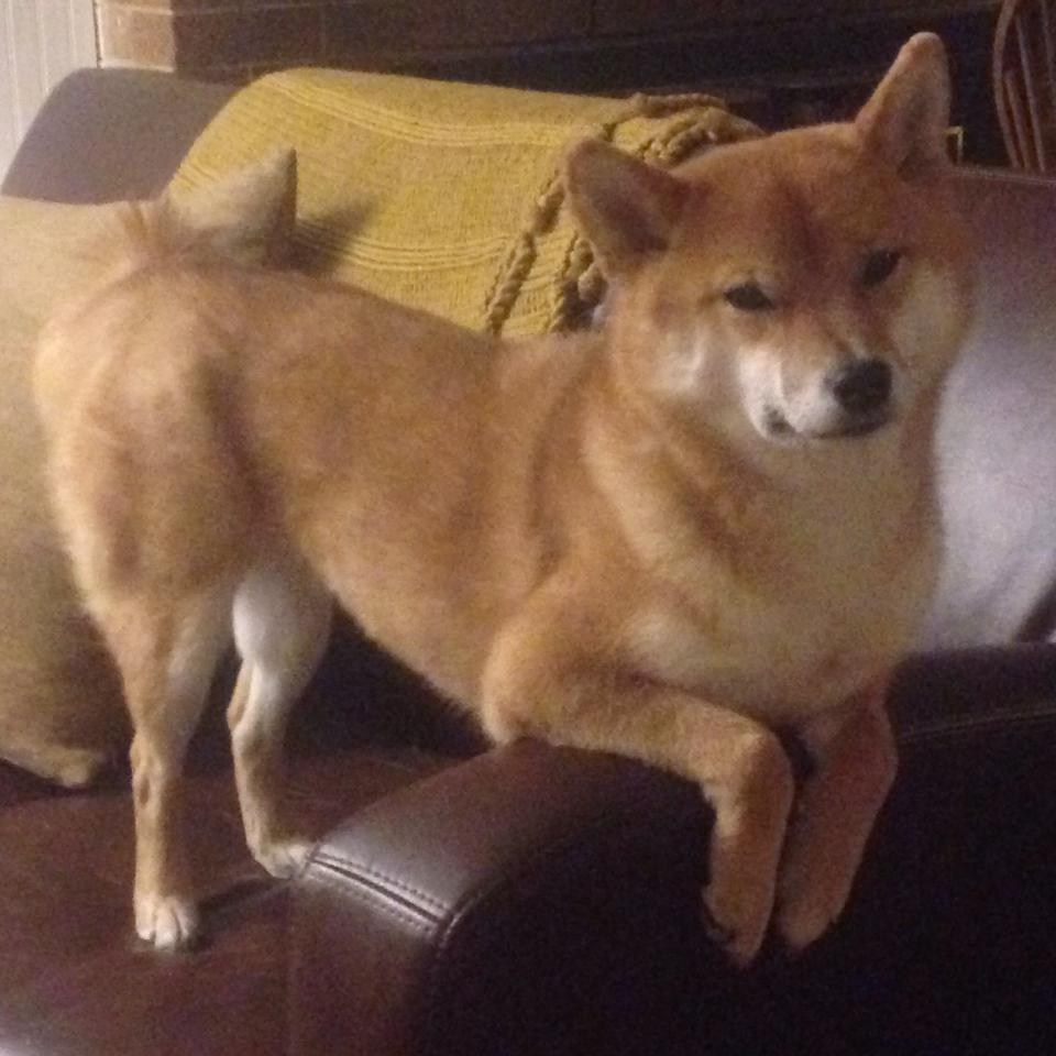 灰熊决胜局带走活塞，欧文在世界排名争夺战接管比赛，当团队坚韧遇上个人英雄主义