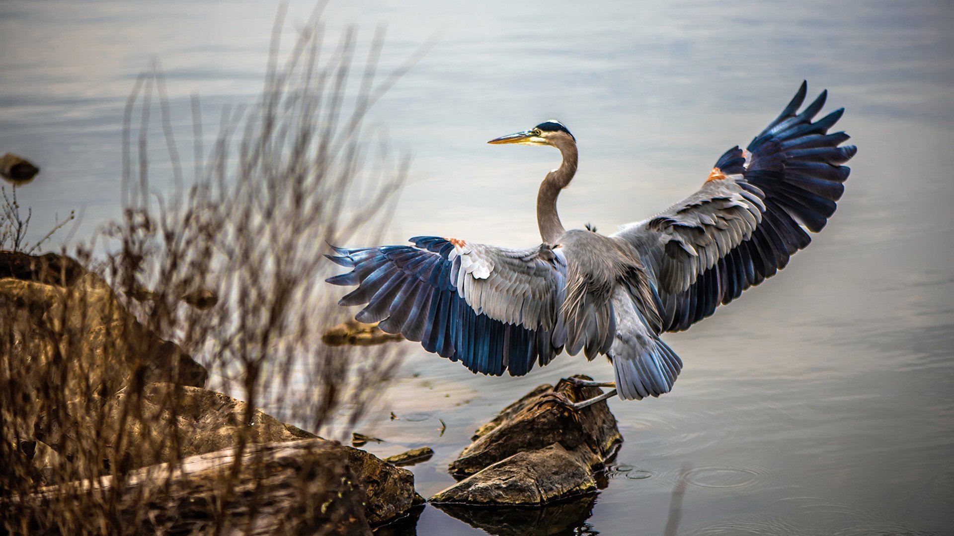 武切维奇无解统治力成勇士争冠试金石,鹈鹕防线溃败揭示卫冕密码